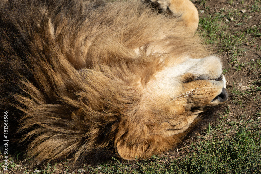 Naklejka premium Lion Sleeping Grass Closeup - A large male lion lies on its back, resting on the grass. The focus is on the lion's face and mane.
