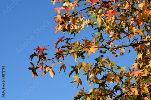 American sweetgum branches in the autumn photo