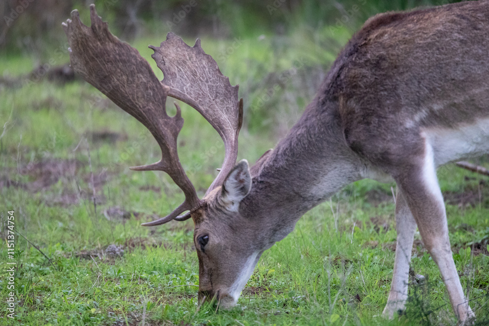 Large Buck Fallow Deer with Big Antlers Grazing in a field in Donana National Park In Spain Large Buck Fallow Deer with Big Antlers Grazing in a field in Donana National Park In Spain