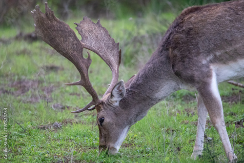 Large Buck Fallow Deer with Big Antlers Grazing in a field in Donana National Park In Spain