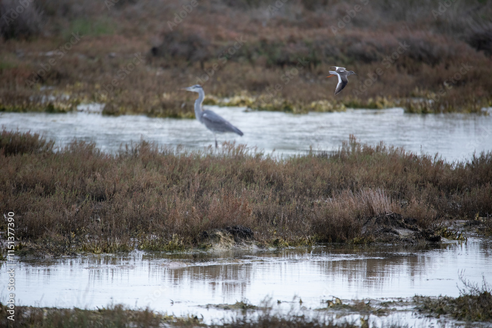 A Heron Stands in a Marsh While Another Bird Flys By at Donana National Park in Spain A Heron Stands in a Marsh While Another Bird Flys By at Donana National Park in Spain