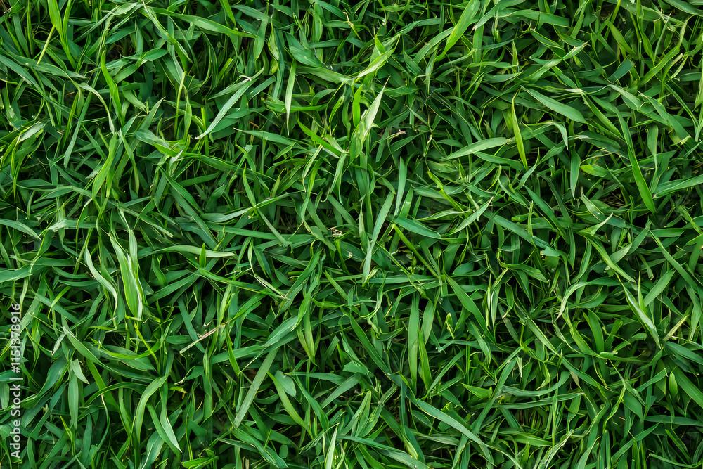 Lush vibrant green grass blades in a dense pattern Lush vibrant green grass blades in a dense pattern