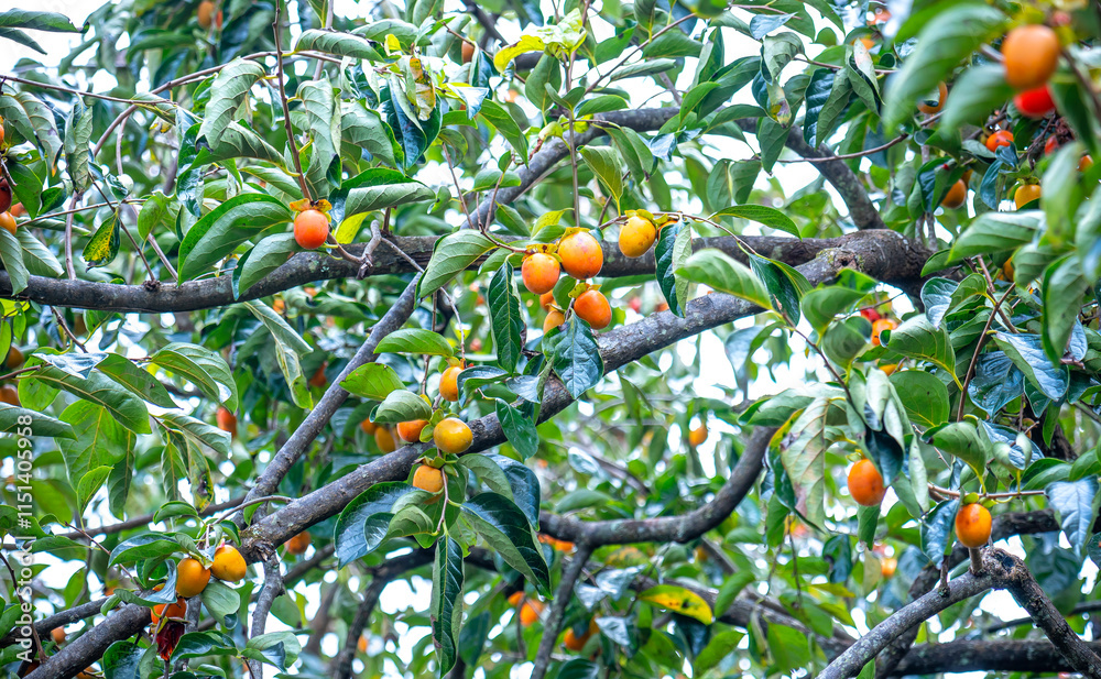 Persimmon tree fresh fruit that is ripened hanging on the branches in plant garden. Juicy fruit and ripe fruit with persimmon trees lovely crisp juicy sweet the hard crisp varieties.