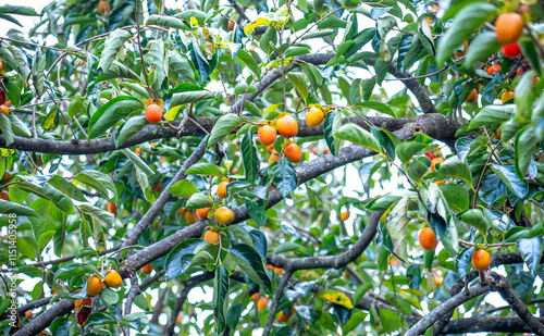 Obraz na płótnie Persimmon tree fresh fruit that is ripened hanging on the branches in plant garden. Juicy fruit and ripe fruit with persimmon trees lovely crisp juicy sweet the hard crisp varieties. w salonie