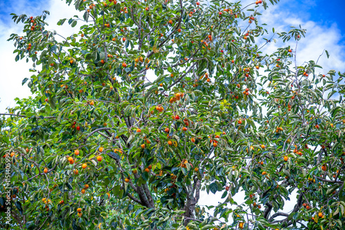 Persimmon tree fresh fruit that is ripened hanging on the branches in plant garden. Juicy fruit and ripe fruit with persimmon trees lovely crisp juicy sweet the hard crisp varieties. photo