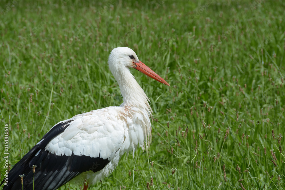 Naklejka premium Cigogne blanche