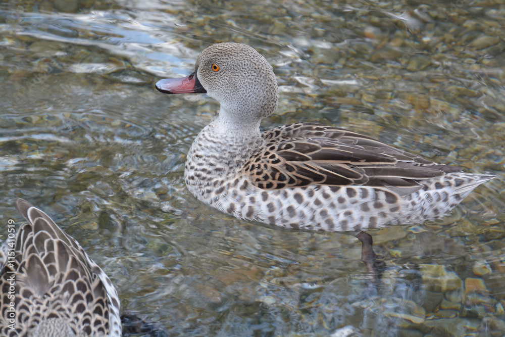 Canard