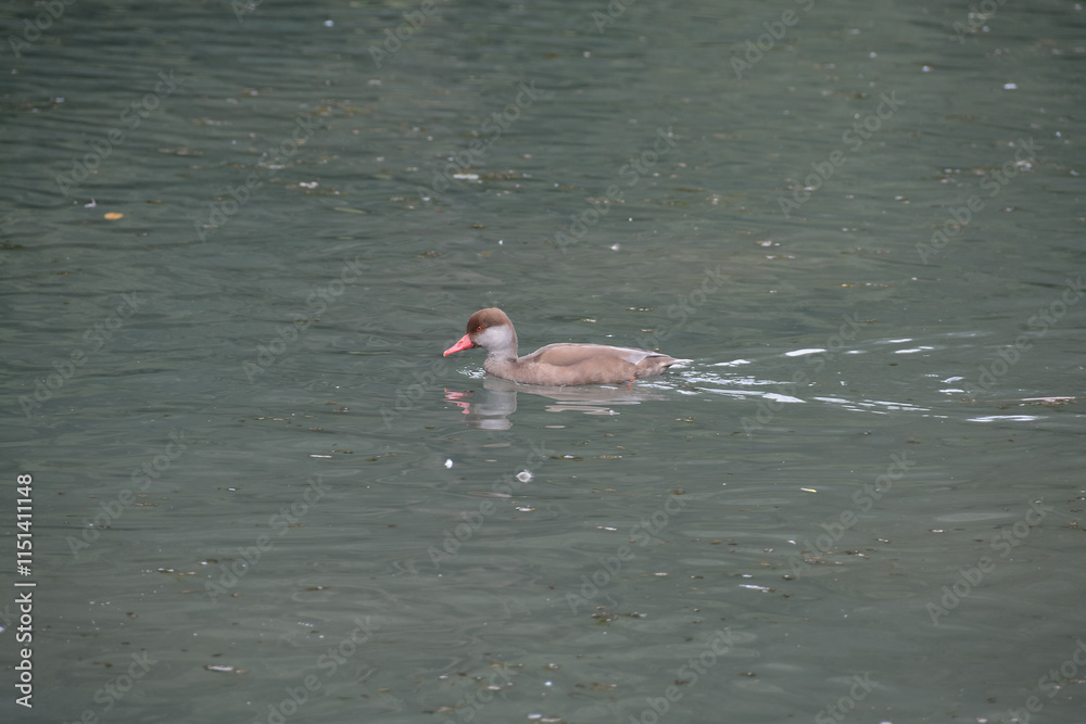 Canard