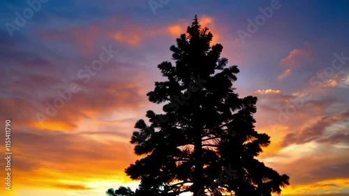 sunset in the forest