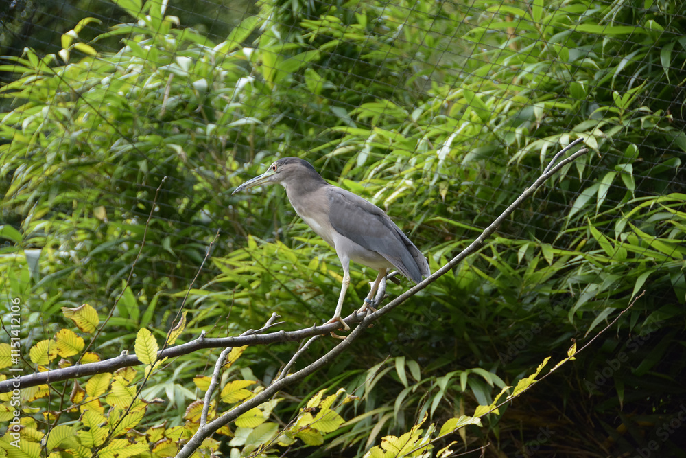 Grue de paradis