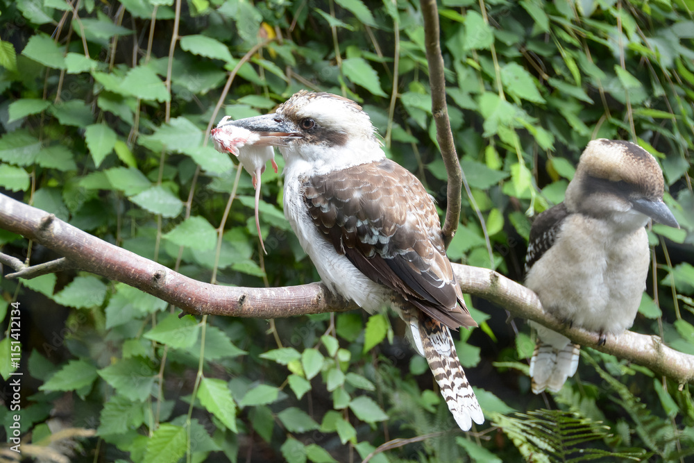 Kookaburra rieur