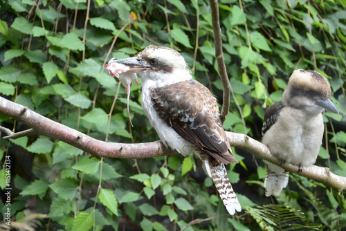 Obraz na płótnie Kookaburra rieur w salonie