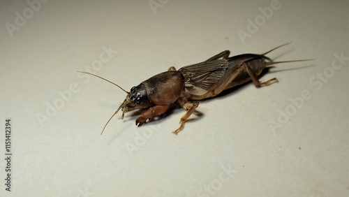 For the insect commonly known as the European mole cricket photo