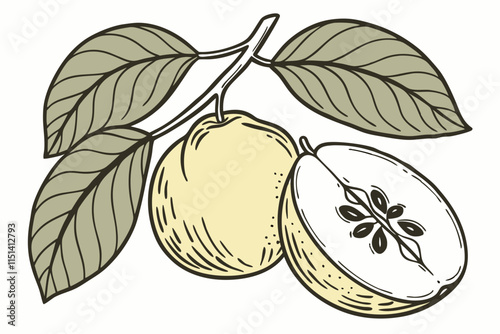 Quince - Rounded shape with a textured leaf detail vector silhouette on a white background