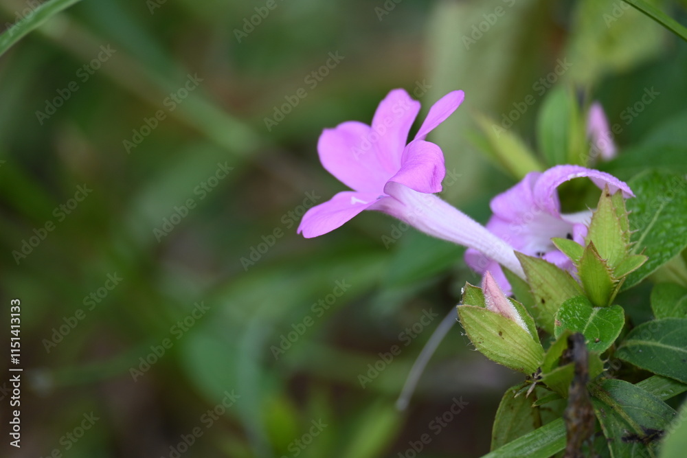 Fototapeta premium Barleria cristata flower. Its other names Philippine violet, bluebell barleria and crested Philippine violet. This is a plant species in the family Acanthaceae.