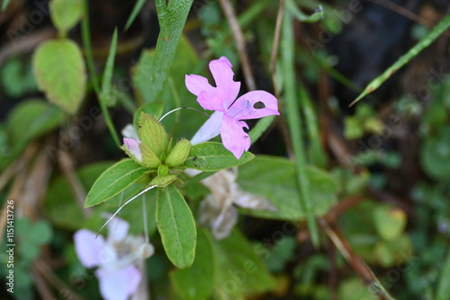 Barleria cristata flower. Its other names  Philippine violet, bluebell barleria and  crested Philippine violet. This is a plant species in the family Acanthaceae.  photo