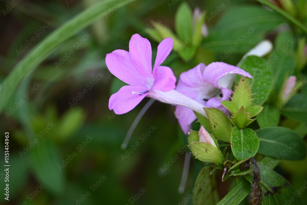 Barleria cristata flower. Its other names Philippine violet, bluebell barleria and crested Philippine violet. This is a plant species in the family Acanthaceae. Barleria cristata flower. Its other names Philippine violet, bluebell barleria and crested Philippine violet. This is a plant species in the family Acanthaceae.