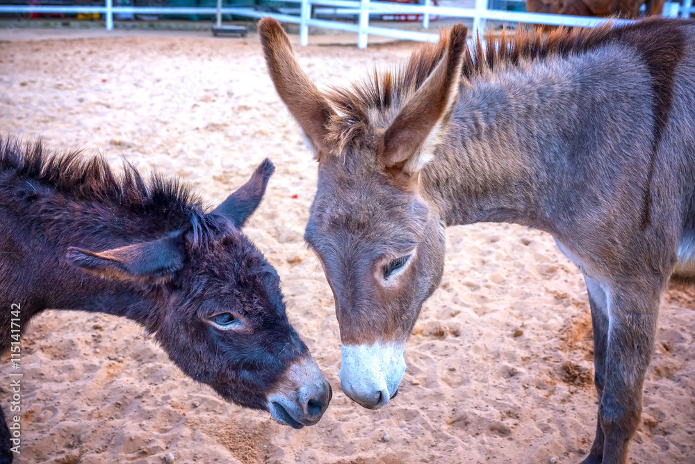 Ponies inside farm enclosure. They live in herds and are pets that help people in their work Ponies inside farm enclosure. They live in herds and are pets that help people in their work