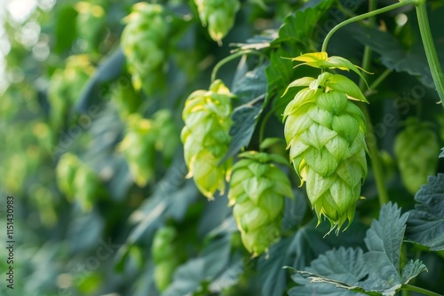 Close up of ripe hop cones hanging from the bine, ready for harvest, in a lush hop field bathed in sunlight