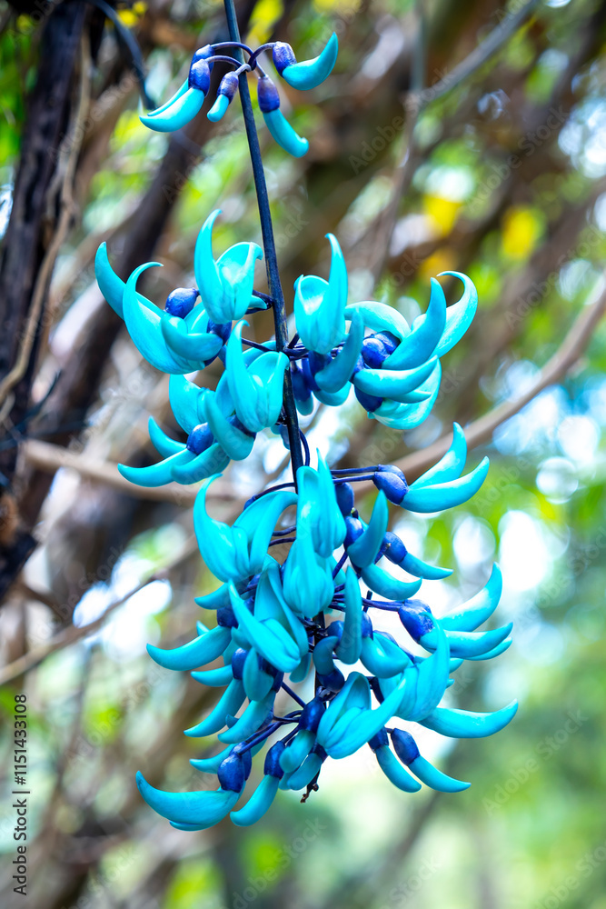 Strongylodon macrobotrys Jade Vine bloom as beautiful tiger nails in the garden. They come from the Philippines, which are vase-shaped flowers for decoration on the porch
