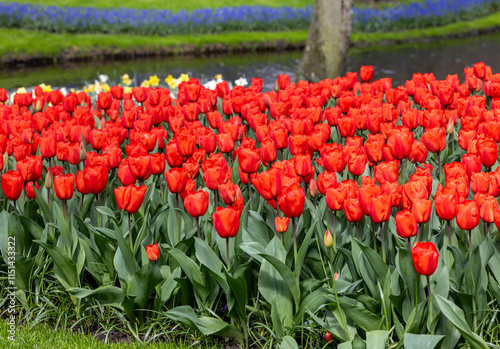 red tulips blooming in a garden photo