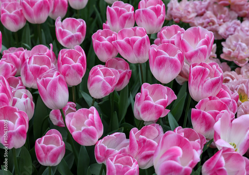 Pink tulips called Deborah. Triump  group. Tulips are divided into groups that are defined by their flower features photo