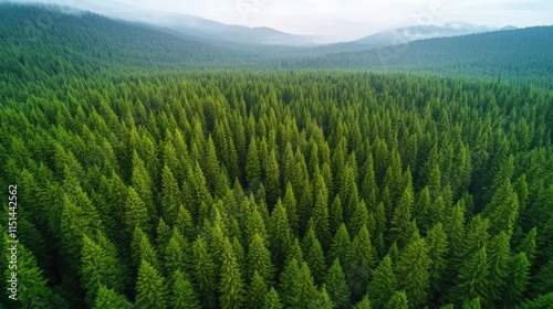 Aerial View forest idea. Aerial view of a lush green forest with towering pine trees and misty mountains in the background.