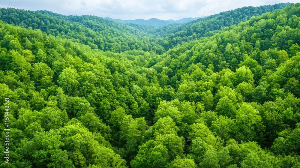 Aerial View forest idea. A lush green forest landscape showcasing nature's tranquility and vibrant biodiversity. Aerial View forest idea. A lush green forest landscape showcasing nature's tranquility and vibrant biodiversity.