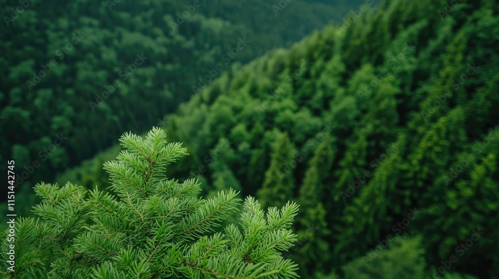 Aerial View forest idea. Lush green coniferous forest with soft needles and hills in the background. Aerial View forest idea. Lush green coniferous forest with soft needles and hills in the background.