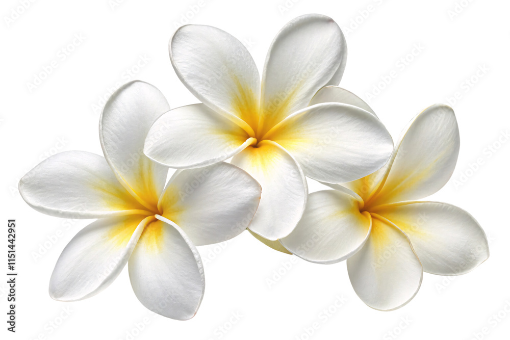 Naklejka premium Delicate white plumeria flowers with golden-yellow centers, symbolizing purity and serenity in a minimalist arrangement, isolated on a transparent background