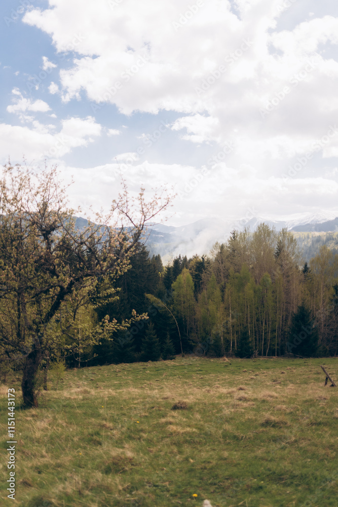 Fototapeta premium A lush, green meadow with a foreground tree and a forest leading to mountains in the distance under a cloudy sky.