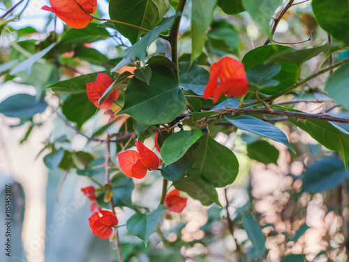 Close-up photo of red bougainvillea flowers in bloom