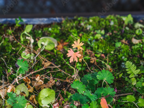 Close-up of a meadow with cute green leaves growing on it