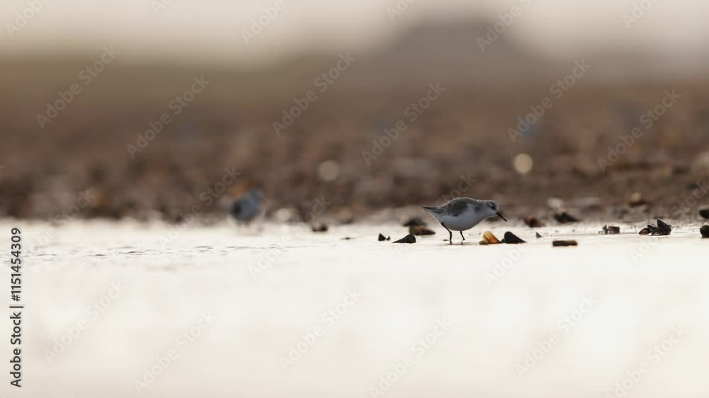 Sanderling birds exploring a serene beach scene with gentle waves nearby Sanderling birds exploring a serene beach scene with gentle waves nearby