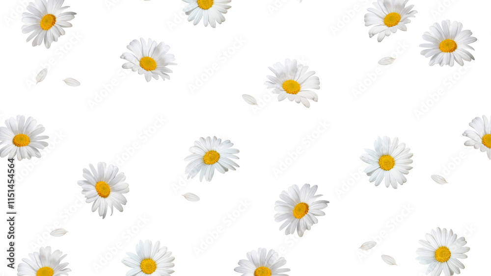 Obraz premium White flowers png background, transparent floral design