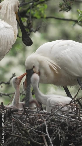 Eurasian spoonbill with three young spoonbills on the nest feeding playing, Vertical reel photo