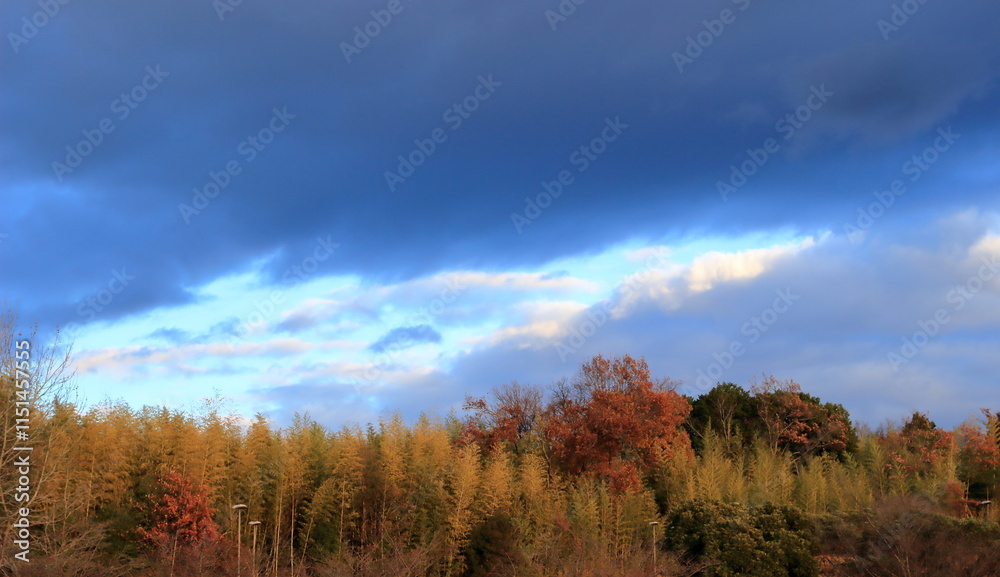 Fototapeta premium 冬の黒くて厚い雲と青空と夕日が当たっている竹林