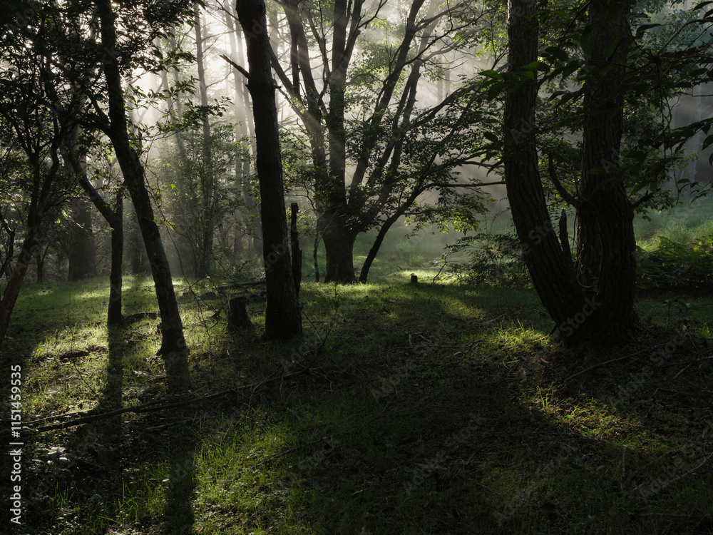 Obraz premium 光差す森の中