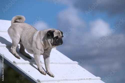 Agility dog/ dressage