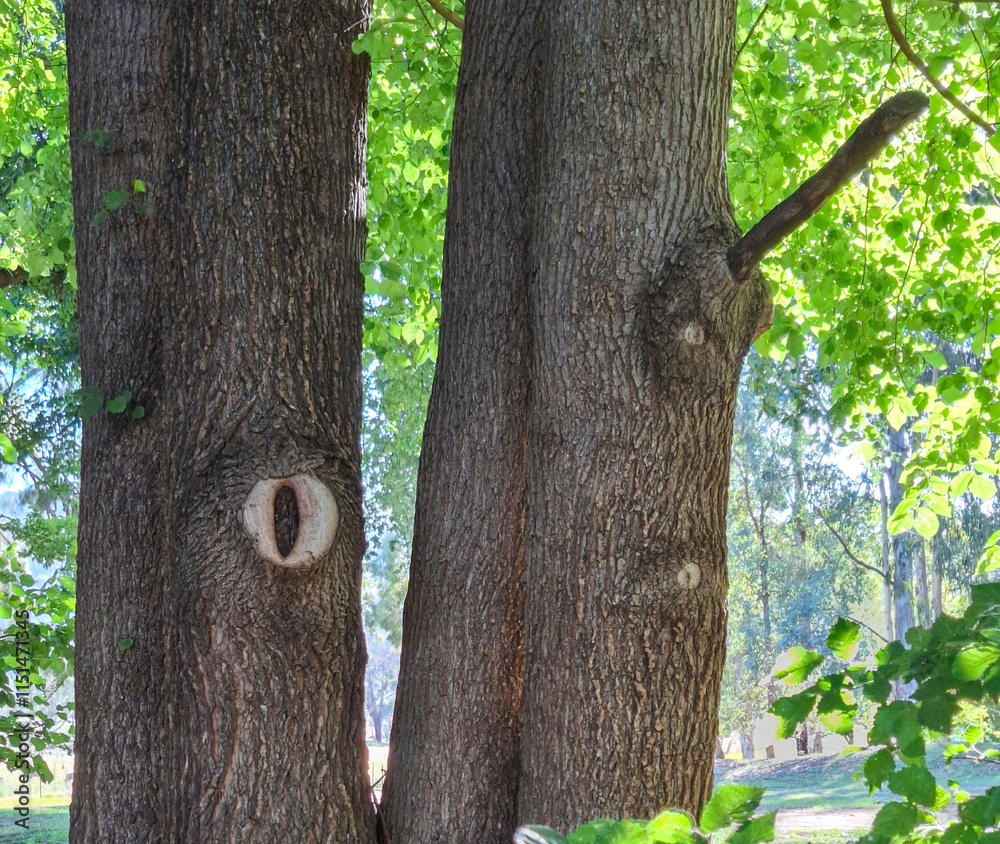 Obraz premium Male and female trees