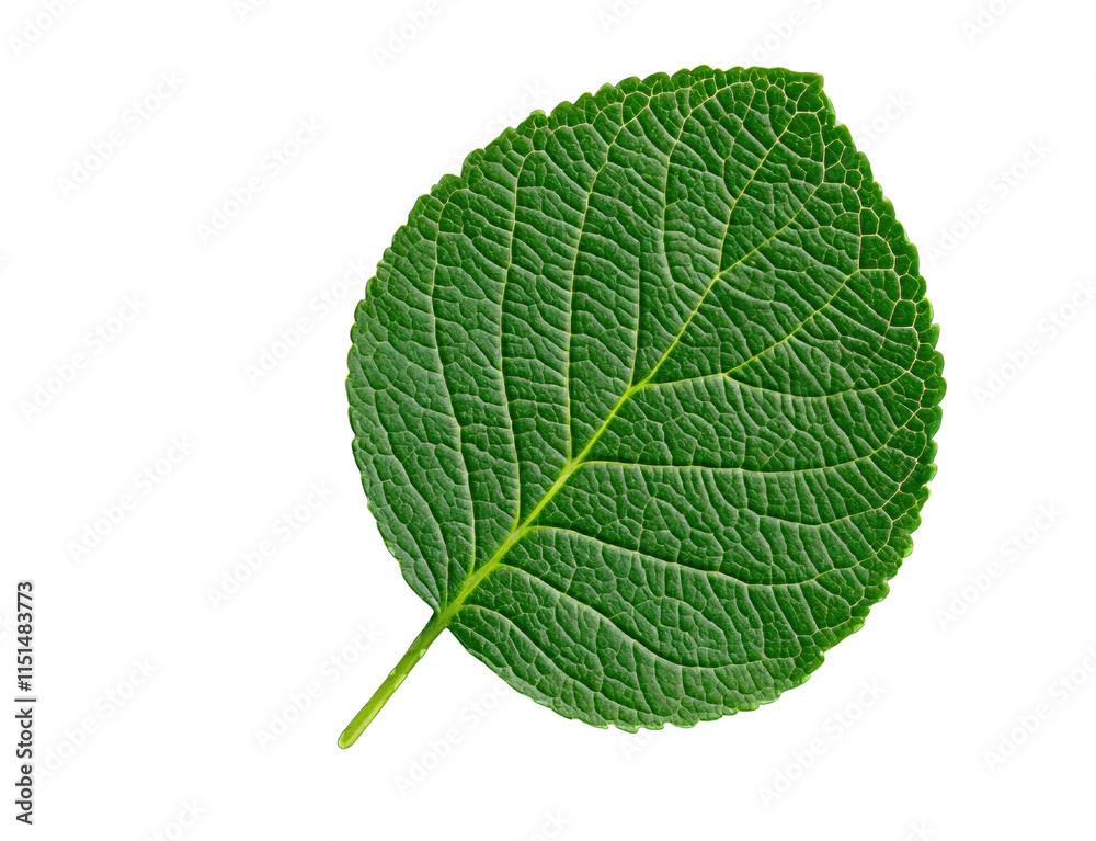 Leaves frame concept. A vibrant green leaf showcasing intricate details of nature's beauty.