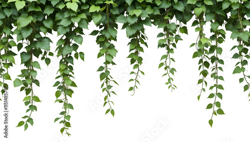 Isolated on a white background, the climbing plant is framed by a white frame
