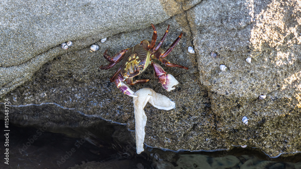 Obraz premium Purple Rock Crab