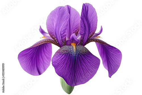 Iris purple concept. Beautiful purple iris flower in full bloom showcasing its detailed petals and vibrant colors. photo