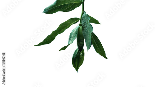 Green pods hanging from a leafed stem in natural light photo