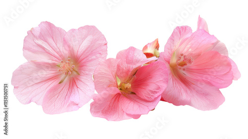 Beautiful pink blossoms adorned with delicate petals in nature