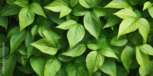 Clematis viticella Carmencita showcases vibrant green leaves, enhancing the beauty of garden design. The striking appearance of clematis viticella Carmencita makes it a perfect choice for garden photo