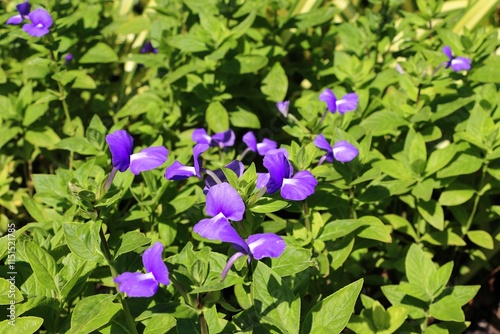 Brazilian snapdragon flowers (Otacanthus caeruleus) in park photo