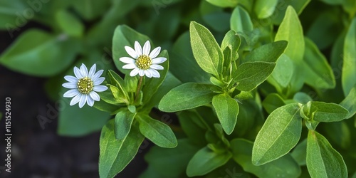 White head plant, also known as False daisy, is an herbal remedy often referred to as Yerba De Tajo. This Eclipta plant Eclipta prostrata is valued for its numerous herbal properties. photo