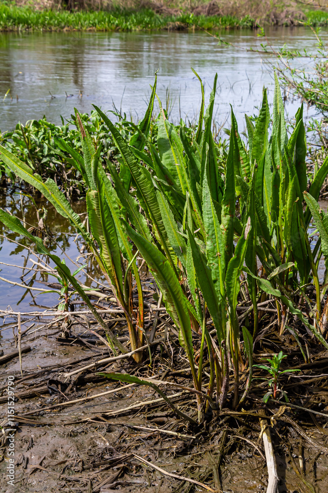 Fototapeta premium Close up of Yellow flag irisses Iris pseudacorus and Great water dock Rumex hydrolapathum